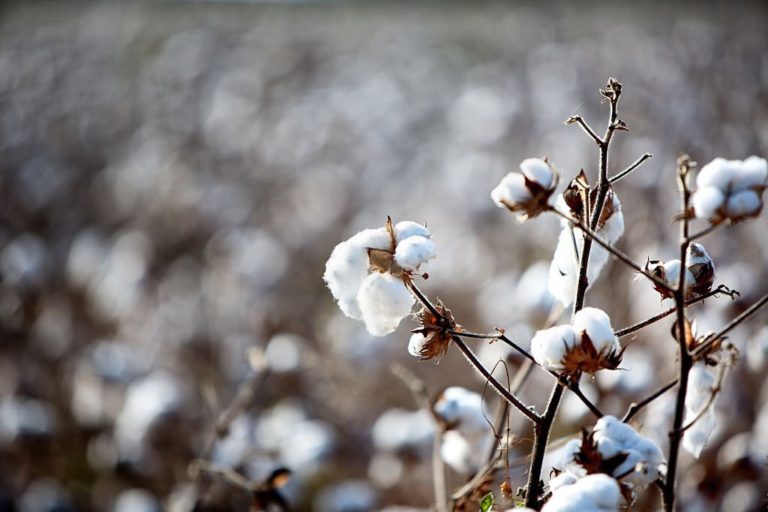 Egyptian Giza cotton, the best cotton?